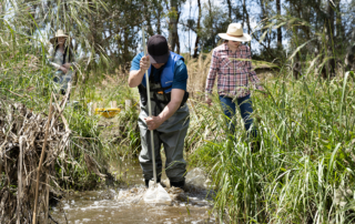 Citizen Scientists knee deep in water, surrounded by plants. Courtesy of Northern and Yorke Landscape Board